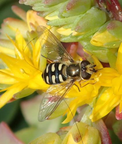 Réf. 179 685 : Eupeodes luniger